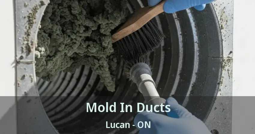 Mold In Ducts Lucan - ON